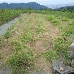 この畑の草刈り作業終了