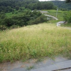 続いてこちらの畑