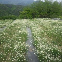 カモマイル・ジャーマンの花が大分咲いて来ました