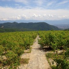 雨続きから一転、真夏日になった農場のローズ畑