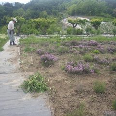 タイム・ブルガリスの畑では除草作業中が行われています