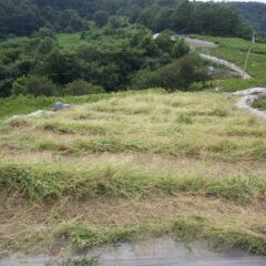 カモマイル・ジャーマン畑の草刈り作業終了