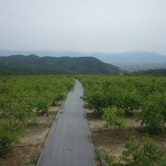 曇り空のローズ畑
