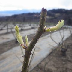 農場のローズも葉を広げる時を待っている様です