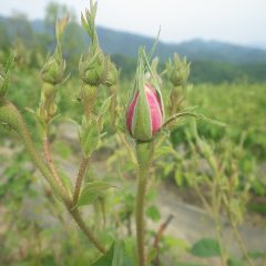 ピンクの花弁が随分と見えて来ました
