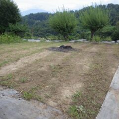 残っている雑草の根から既に葉が伸び始めています