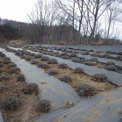 粉雪の舞う中、残っていたラベンダー畑の春剪定作業の続きを行いました