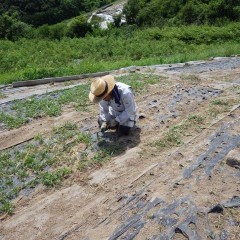 焼けるような炎天下の中、今日も除草作業が続きます