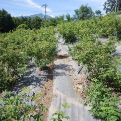 真夏日の炎天下、ローズ畑では除草作業が続いています