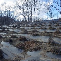 このラベンダー畑の春剪定作業は終了しました
