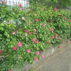 事務局前のつるバラ