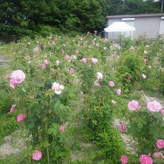 事務局前のローズ畑は花盛り