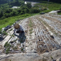 涼風なんて何処吹く風？　作業は西日に照り付けられるまで続きました