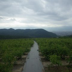 今にも雨が降り出しそうな農場のローズ畑