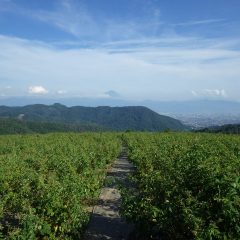 夕方、ほとんど雪が消えた夏の富士山が姿を見せてくれました