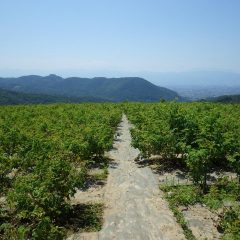 朝から晴れ渡った農場は真夏日越えの気温33℃