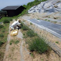 色付いたラベンダー・グロッソの摘み取り作業