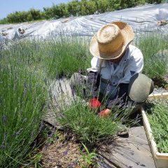 株ごとにばらつきがあるので色付きの良い花穂を刈り取ります