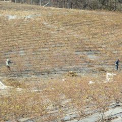 寒風の吹く中でローズの本剪定作業が始まりました