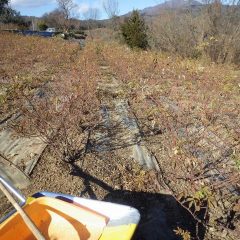 除草した草と切った枝の後片付けも大詰めです