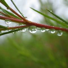 恵みの雨