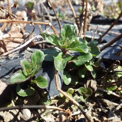 ベルガモットミントの新芽も目を覚ましました