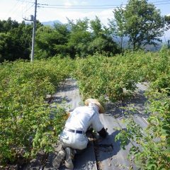 炎天下、夕方まで除草作業は続けられました