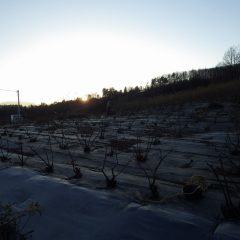 寒風吹き荒れる中でローズの剪定作業は日没まで続けられています