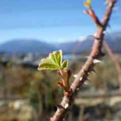 芽が動いて葉が開いてしまった枝