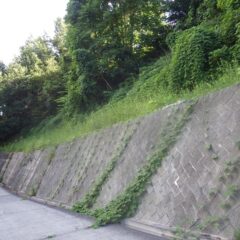 次は石垣上の草刈り作業
