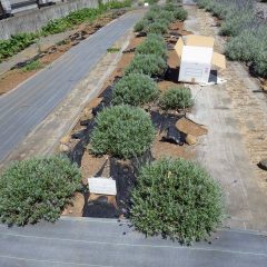 花穂を残したままにすると株が疲れて枯れる原因になることもあります