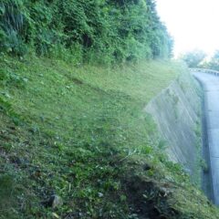 石垣の端まで刈り進みました