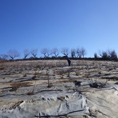 日当たりの良いローズ畑の雪はすっかり溶けています