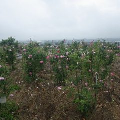 事務局前のローズ畑