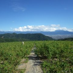 梅雨明け