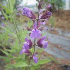 セージの花も咲き始めました