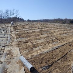 ローズ畑でも特に雑草が生える場所に防草シートを張る事にしました