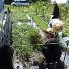 ペパーミントの収穫作業