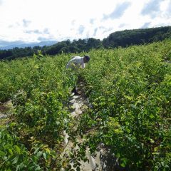 炎天下の中、今日も休むことなく除草作業に勤しんでいます