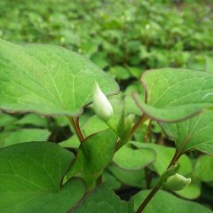 ドクダミには蕾が出来ています