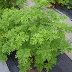 恵みの雨と高温でグングン育つローズゼラニウム