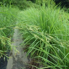 花穂が伸びている株もあります