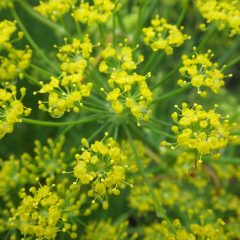 雨に濡れるフェンネルの花