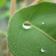 葉の上には水晶玉のようなしずくが溜まっています