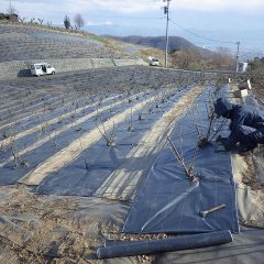 何とかここまで張りましたが風がさらに強く吹き始めたので作業を断念