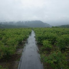 雨に煙る農場のローズ畑