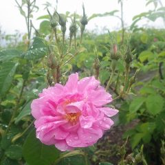 雨の中でポツリ、ポツリと咲き始めました