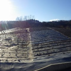 陽が傾くまで除草作業をして本日の作業終了となりました