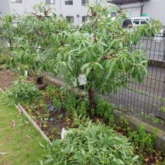 伸び過ぎた枝を切り落としました