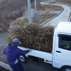 切り取った枝を片付けて本日の作業終了